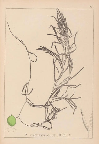Herbier de la flore française Pl1083 - Louis Antoine Cusin — artwork view