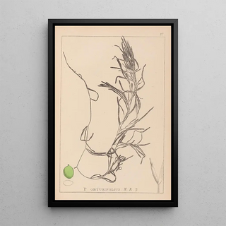 Herbier de la flore française Pl1083 - Louis Antoine Cusin — framed artwork on a wall