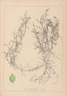 Herbier de la flore française Pl1084 - Louis Antoine Cusin — artwork view