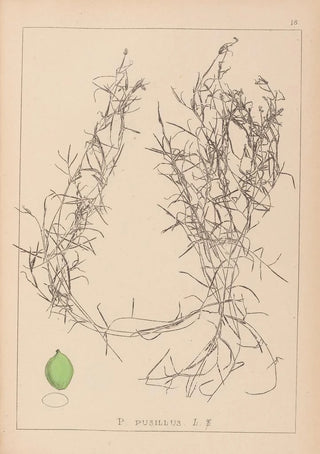 Herbier de la flore française Pl1084 - Louis Antoine Cusin — artwork view