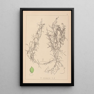 Herbier de la flore française Pl1084 - Louis Antoine Cusin — framed artwork on a wall