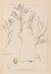Herbier de la flore française Pl1085 - Louis Antoine Cusin — artwork view