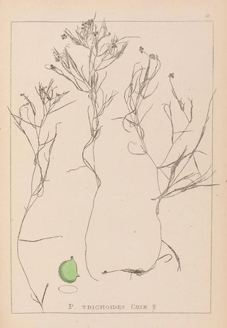 Herbier de la flore française Pl1085 - Louis Antoine Cusin — artwork view