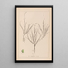 Herbier de la flore française Pl1087 - Louis Antoine Cusin — framed artwork on a wall