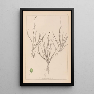 Herbier de la flore française Pl1087 - Louis Antoine Cusin — framed artwork on a wall
