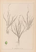 Herbier de la flore française Pl1087 - Louis Antoine Cusin — artwork view