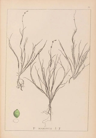 Herbier de la flore française Pl1087 - Louis Antoine Cusin — artwork view