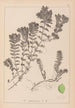 Herbier de la flore française Pl1088 - Louis Antoine Cusin — artwork view