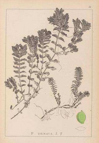 Herbier de la flore française Pl1088 - Louis Antoine Cusin — artwork view