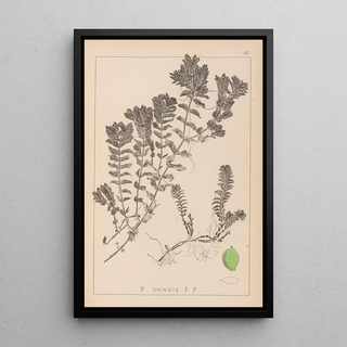 Herbier de la flore française Pl1088 - Louis Antoine Cusin — framed artwork on a wall