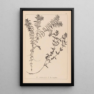 Herbier de la flore française Pl1089 - Louis Antoine Cusin — framed artwork on a wall