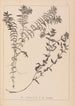 Herbier de la flore française Pl1089 - Louis Antoine Cusin — artwork view