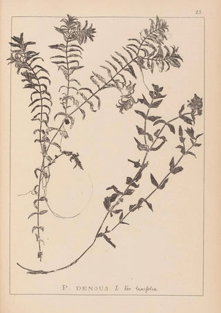 Herbier de la flore française Pl1089 - Louis Antoine Cusin — artwork view