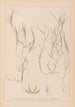 Herbier de la flore française Pl1090 - Louis Antoine Cusin — artwork view