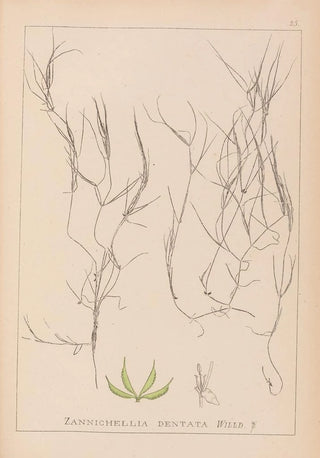 Herbier de la flore française Pl1090 - Louis Antoine Cusin — artwork view