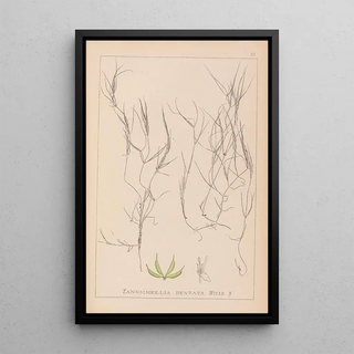 Herbier de la flore française Pl1090 - Louis Antoine Cusin — framed artwork on a wall