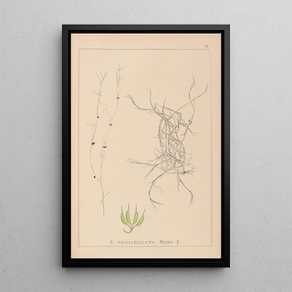 Herbier de la flore française Pl1091 - Louis Antoine Cusin — framed artwork on a wall