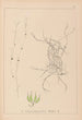 Herbier de la flore française Pl1091 - Louis Antoine Cusin — artwork view