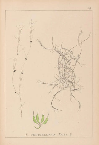 Herbier de la flore française Pl1091 - Louis Antoine Cusin — artwork view