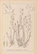 Herbier de la flore française Pl1092 - Louis Antoine Cusin — artwork view