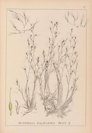 Herbier de la flore française Pl1092 - Louis Antoine Cusin — artwork view