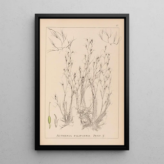Herbier de la flore française Pl1092 - Louis Antoine Cusin — framed artwork on a wall