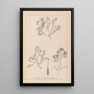 Herbier de la flore française Pl1093 - Louis Antoine Cusin — framed artwork on a wall