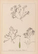 Herbier de la flore française Pl1093 - Louis Antoine Cusin — artwork view