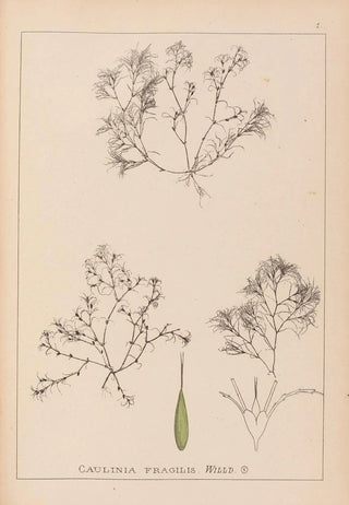 Herbier de la flore française Pl1093 - Louis Antoine Cusin — artwork view