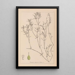 Herbier de la flore française Pl1094 - Louis Antoine Cusin — framed artwork on a wall