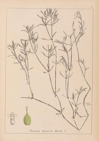 Herbier de la flore française Pl1094 - Louis Antoine Cusin — artwork view
