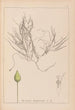 Herbier de la flore française Pl1095 - Louis Antoine Cusin — artwork view