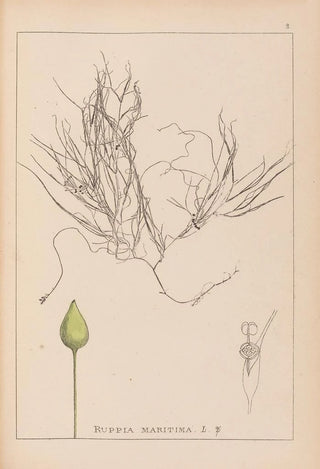 Herbier de la flore française Pl1095 - Louis Antoine Cusin — artwork view