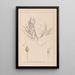 Herbier de la flore française Pl1095 - Louis Antoine Cusin — framed artwork on a wall