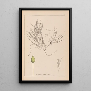 Herbier de la flore française Pl1095 - Louis Antoine Cusin — framed artwork on a wall