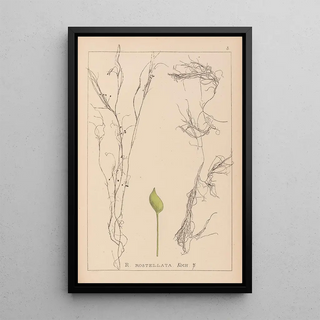Herbier de la flore française Pl1096 - Louis Antoine Cusin — framed artwork on a wall