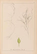 Herbier de la flore française Pl1097 - Louis Antoine Cusin — artwork view