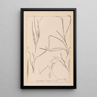 Herbier de la flore française Pl1098 - Louis Antoine Cusin — framed artwork on a wall