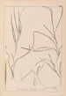 Herbier de la flore française Pl1098 - Louis Antoine Cusin — artwork view