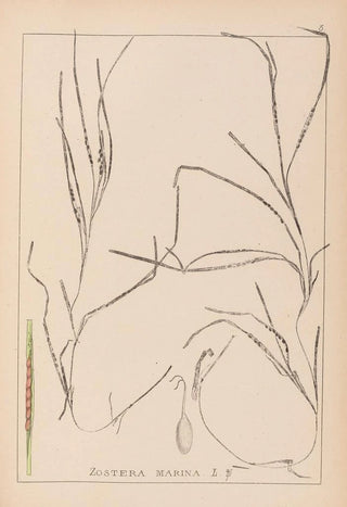 Herbier de la flore française Pl1098 - Louis Antoine Cusin — artwork view