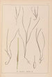 French flora herbarium painting Pl1099 - Louis Antoine Cusin — artwork view