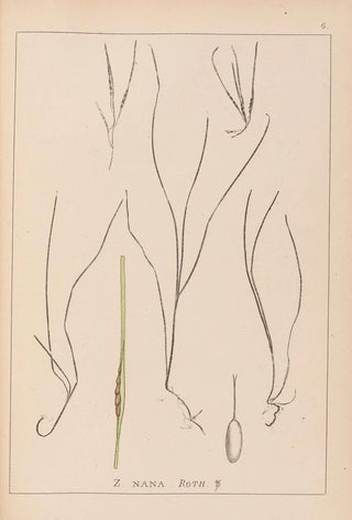 French flora herbarium painting Pl1099 - Louis Antoine Cusin — artwork view