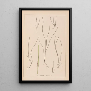 French flora herbarium painting Pl1099 - Louis Antoine Cusin — framed artwork on a wall