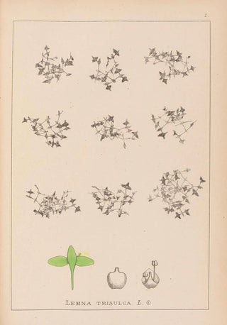 Herbier de la flore française Pl1100 - Louis Antoine Cusin — artwork view
