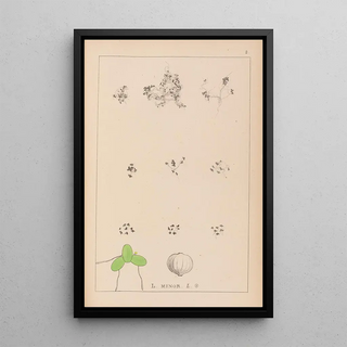 French flora herbarium painting Pl1101 - Louis Antoine Cusin — framed artwork on a wall