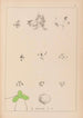 French flora herbarium painting Pl1101 - Louis Antoine Cusin — artwork view