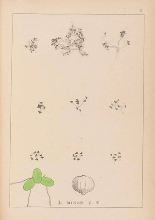 French flora herbarium painting Pl1101 - Louis Antoine Cusin — artwork view