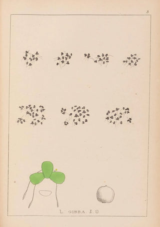 Herbier de la flore française Pl1102 - Louis Antoine Cusin — artwork view