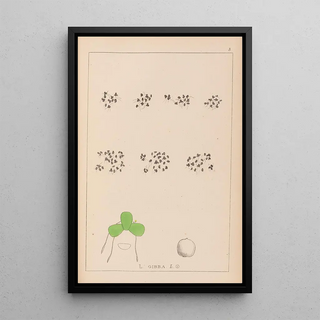 Herbier de la flore française Pl1102 - Louis Antoine Cusin — framed artwork on a wall