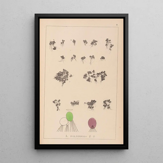 French flora herbarium painting Pl1103 - Louis Antoine Cusin — framed artwork on a wall